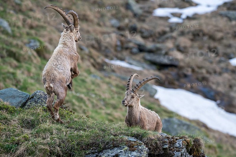 Alpine ibex (Capra ibex)
