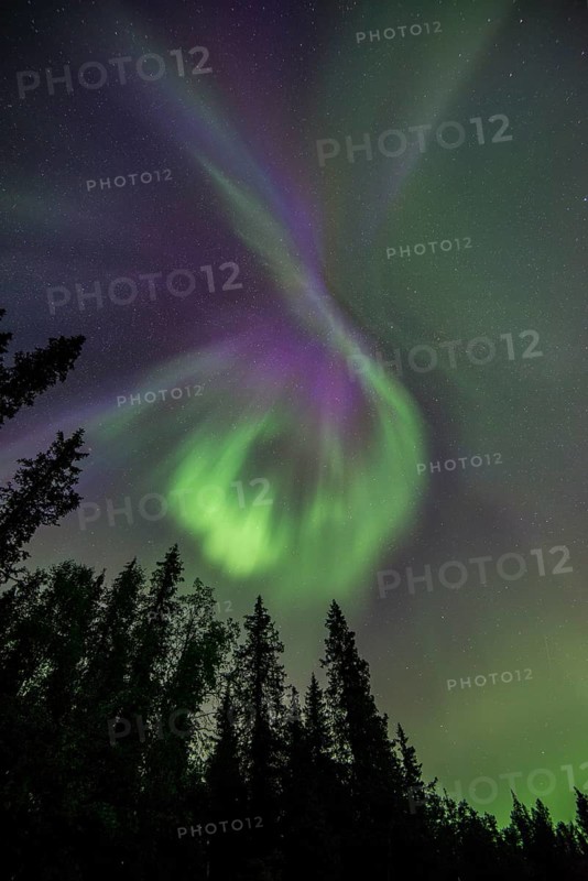Northern Lights or Aurora Borealis over trees