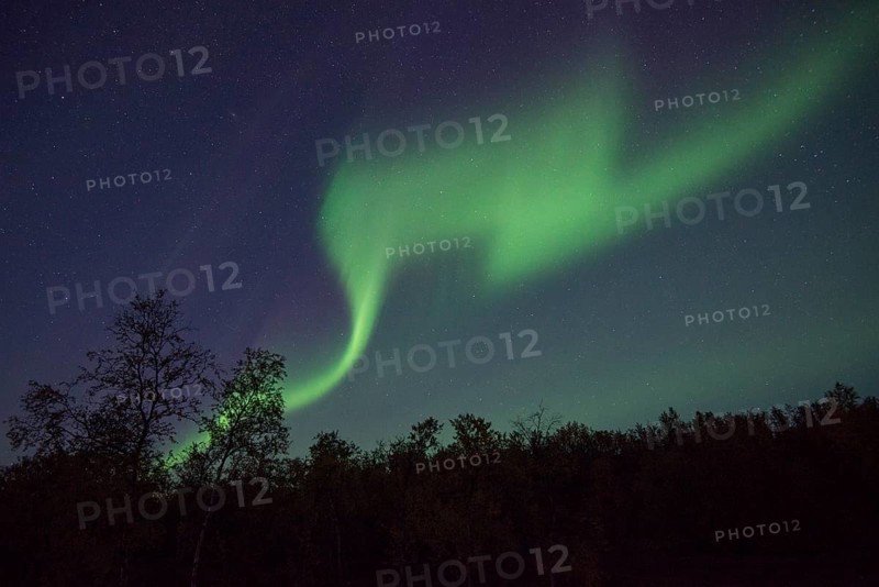 Northern Lights or Aurora Borealis over trees