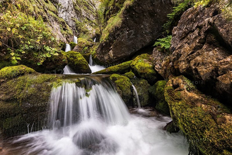 Forest stream in Hartelsgraben