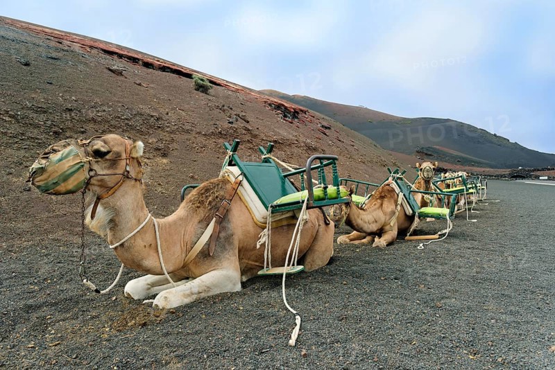 Camel riding