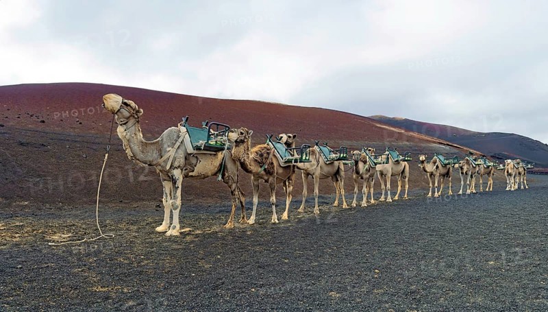 Camel riding