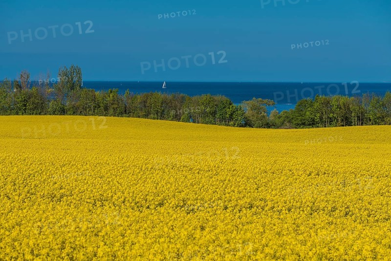 Rape fields