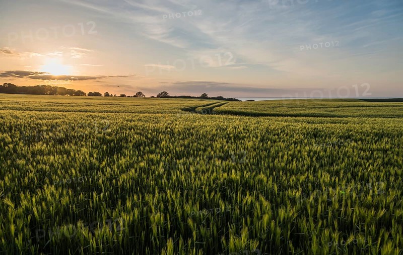 Cornfields in the evening