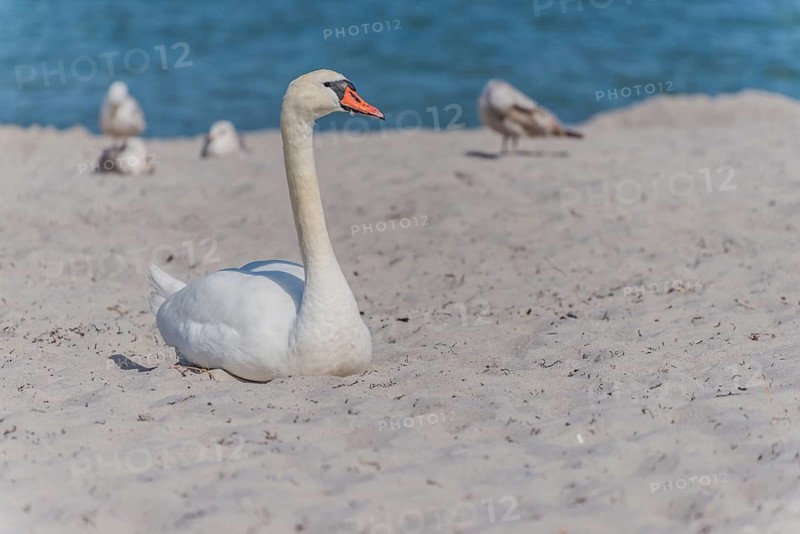 Mute Swan (Cygnus olor) resting in the sand on the beach