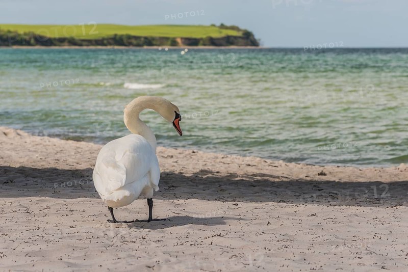 Mute Swan (Cygnus olor) on the beach