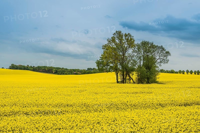Rape field with tree group