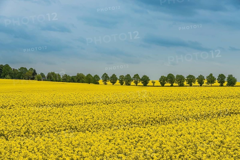 Rape fields with a row of trees
