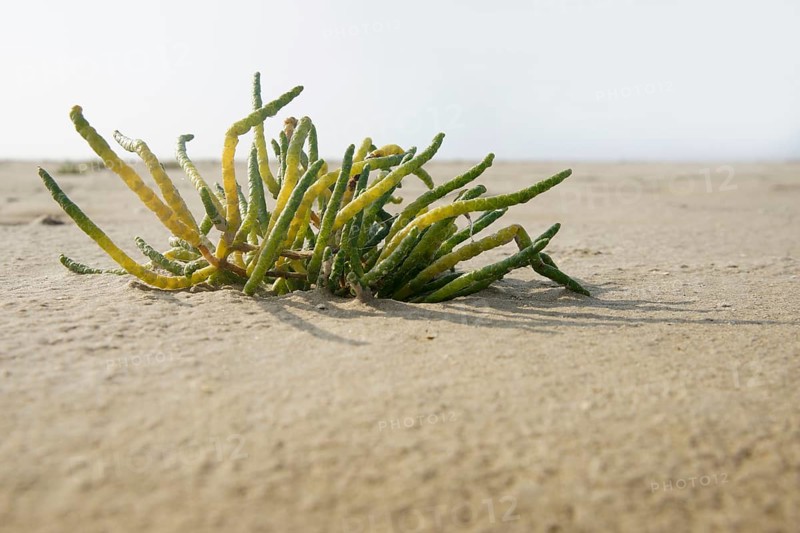 Common glasswort (Salicornia europaea) on the sandy beach