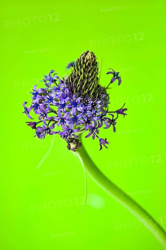 Hyacinth Squill (Scilla hyacinthoides)