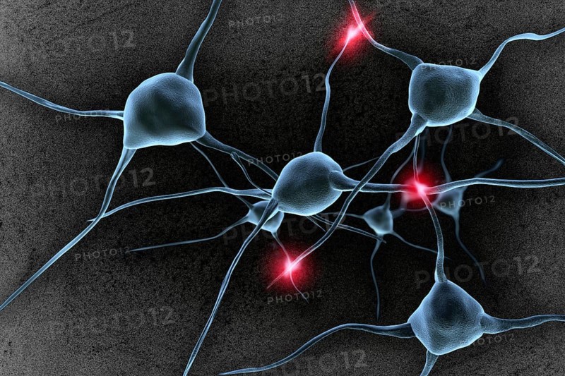Nerve cells