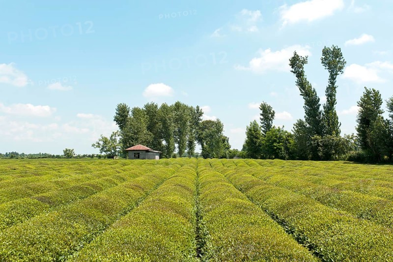 Tea plantation (Camellia sinensis)