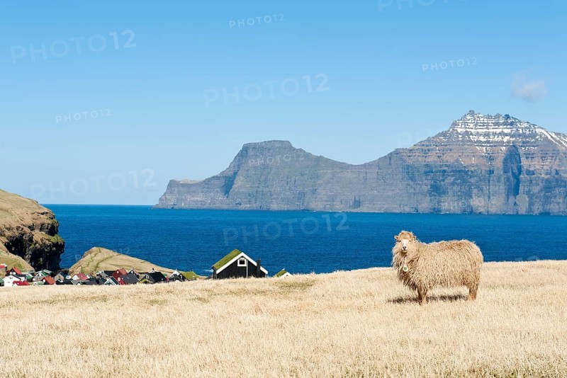 Sheep on pasture by the sea in the village of Gjogv