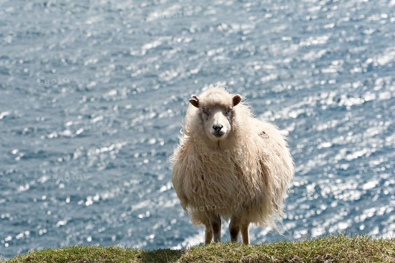 White Sheep above the sea
