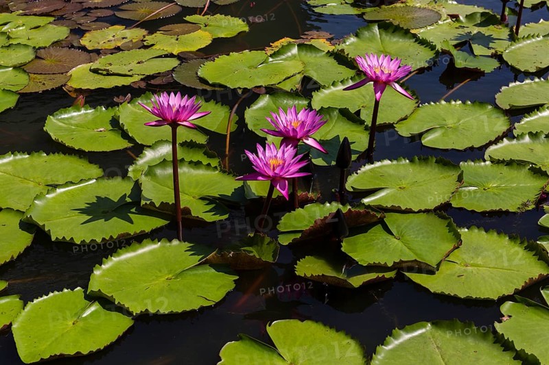 Lotus flowers (Nelumbo sp.)