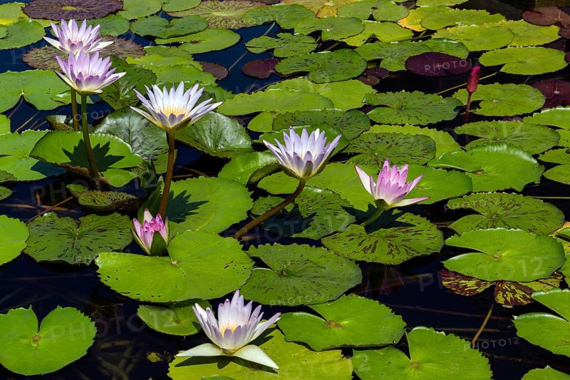 Lotus flowers (Nelumbo sp.)