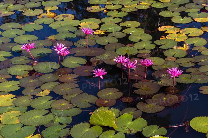 Lotus flowers (Nelumbo sp.)