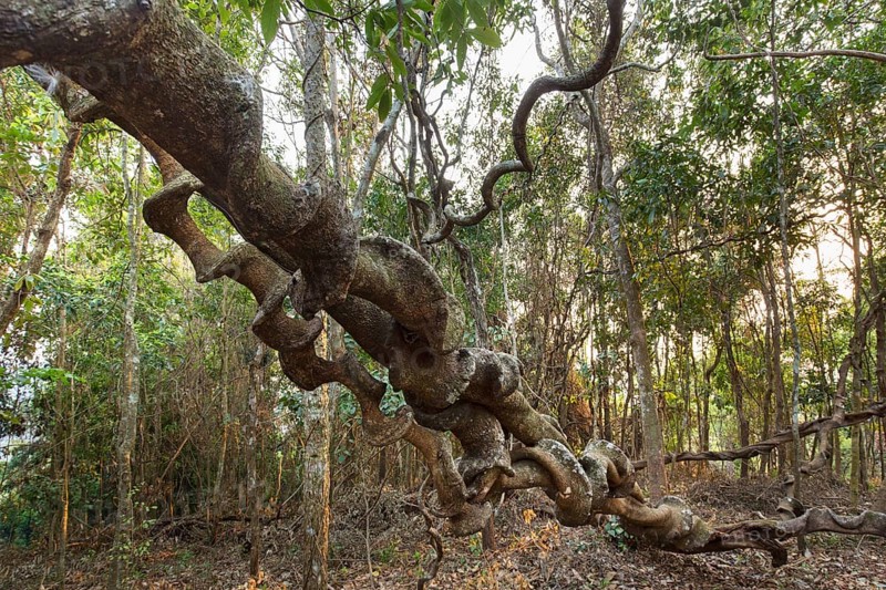 Spiral roots of a tropical tree