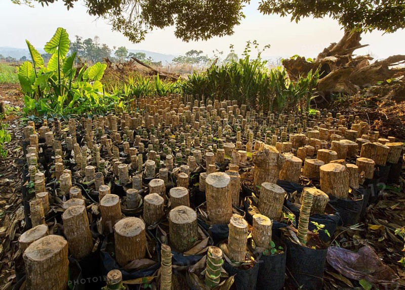 Seedlings of palms