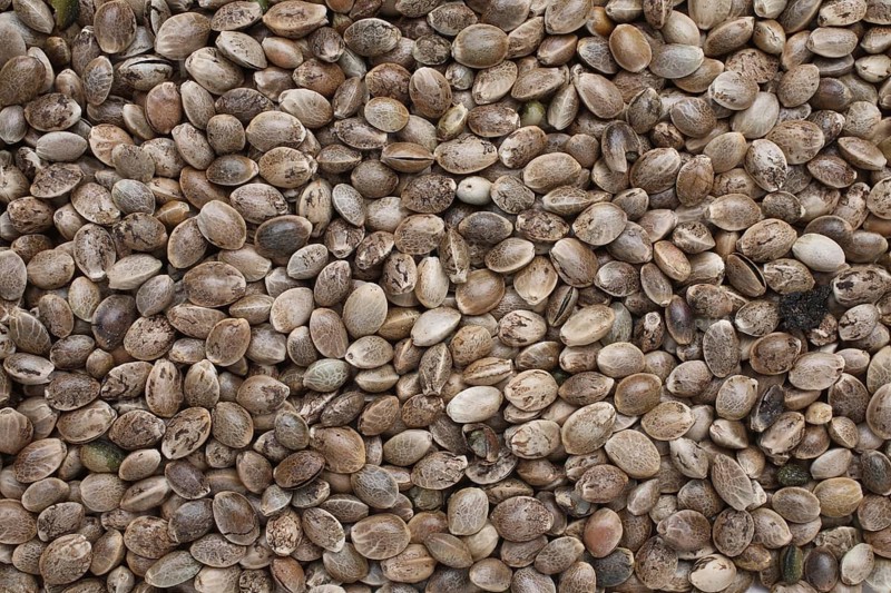 Hemp seeds (Cannabis sativa)