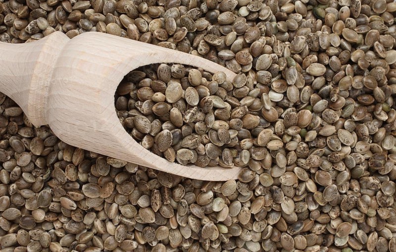 Hemp seeds (Cannabis sativa)