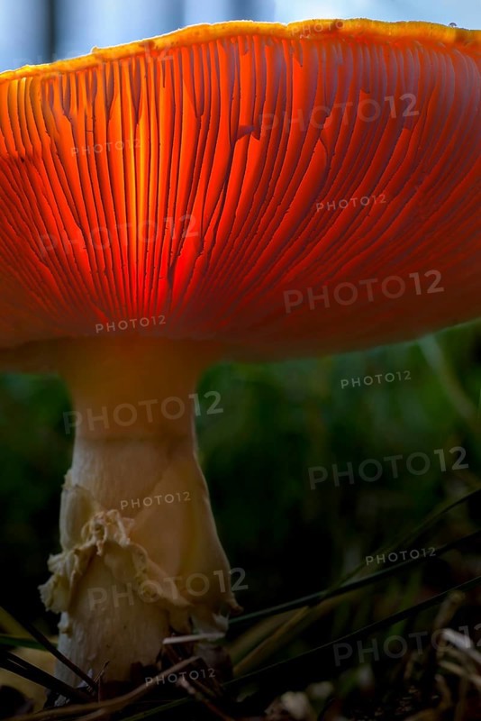 Fly agaric (Amanita muscaria) lamellae
