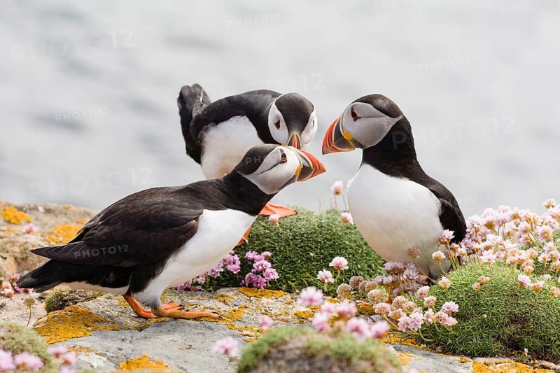Atlantic puffins (Fratercula arctica) beak tapping