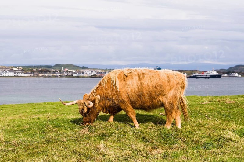 Highland Cattle