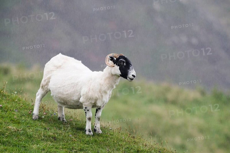 Sheep in the rain