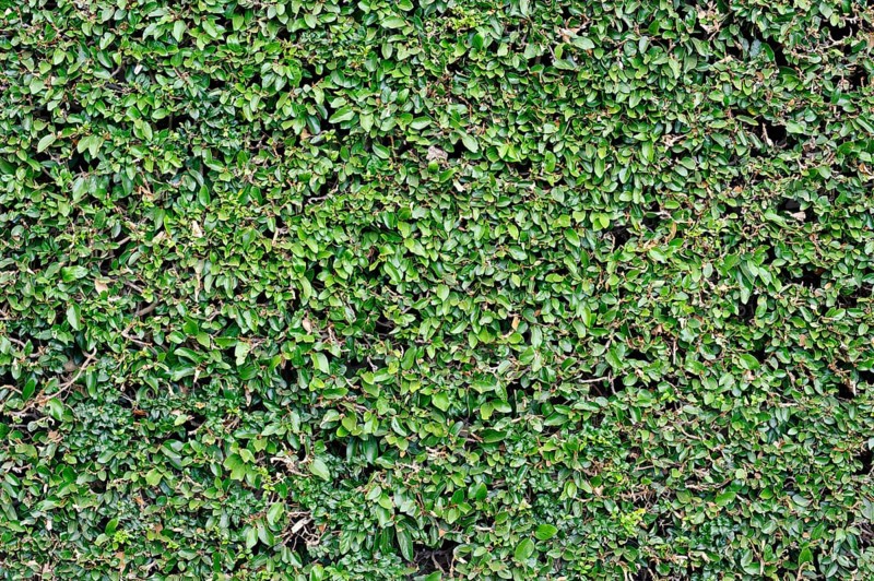 Boxwood (Buxus sempervirens) hedge