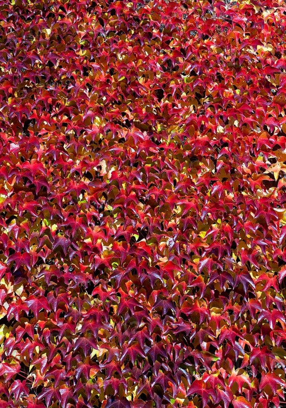 Japanese creeper (Parthenocissus tricuspidata)