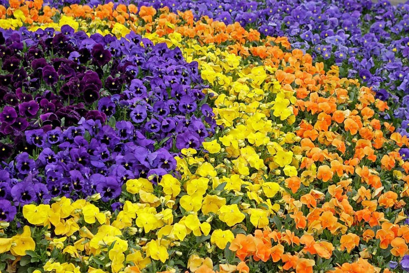 Flowerbed with Pansies (Viola sp.)