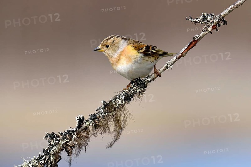Brambling (Fringilla montifringilla)