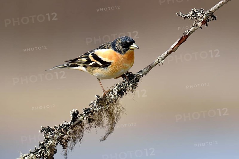 Brambling (Fringilla montifringilla)