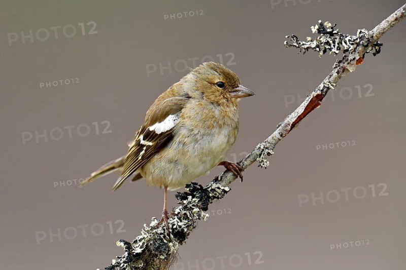 Common chaffinch (Fringilla coelebs)