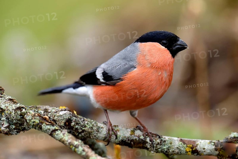 Eurasian bullfinch (Pyrrhula pyrrhula)