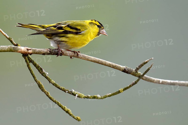 Eurasian Siskin (Carduelis spinus) sitting on branch