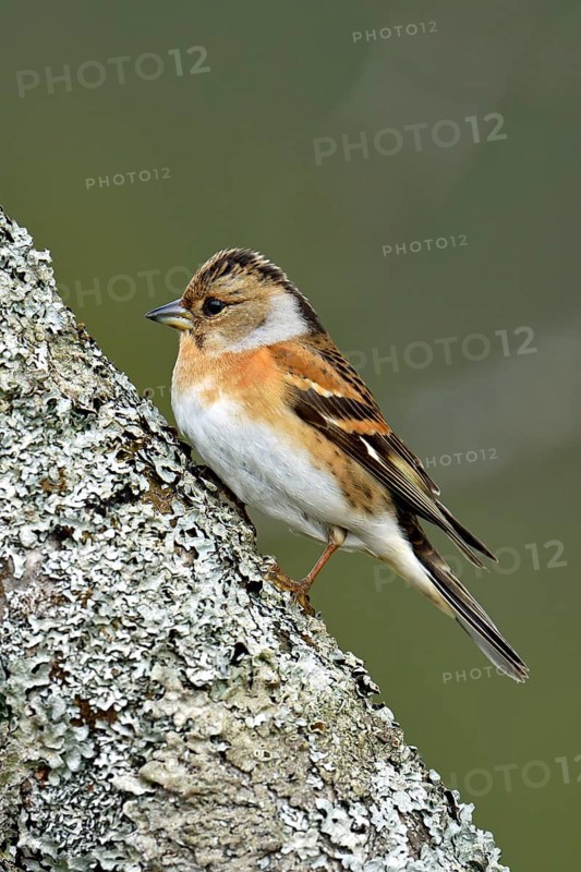 Brambling (Fringilla montifringilla)