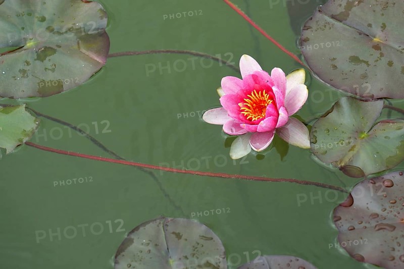 Pink water lily (Nymphaea sp.)