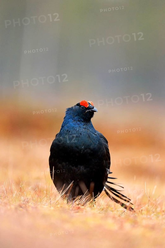 Black Grouse (Lyrurus tetrix)