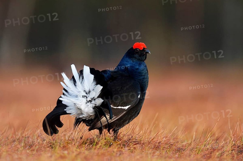 Black Grouse (Lyrurus tetrix)
