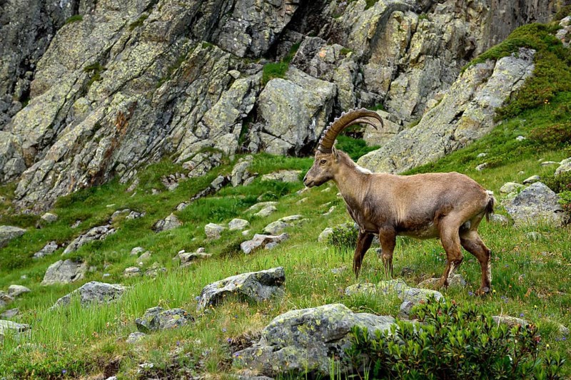 Alpine Ibex (Capra ibex) standing in rocky area