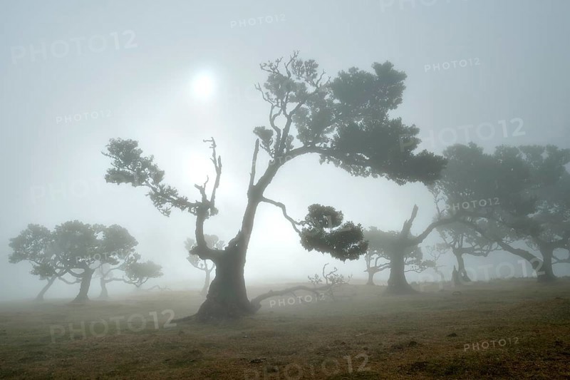 Old laurel forest or Laurissilva Forest