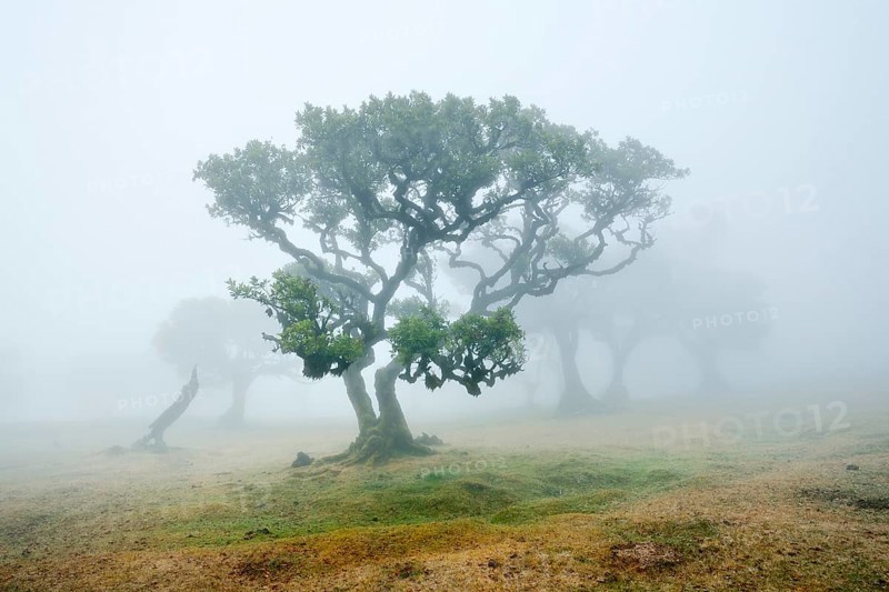 Old laurel forest or Laurissilva Forest