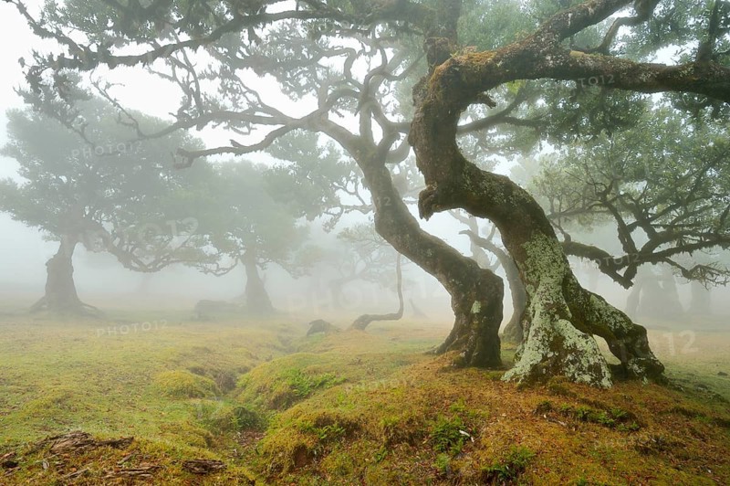 Old laurel forest or Laurissilva Forest
