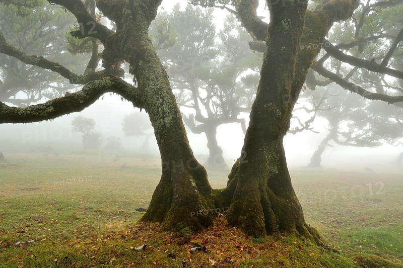 Old laurel forest or Laurissilva Forest