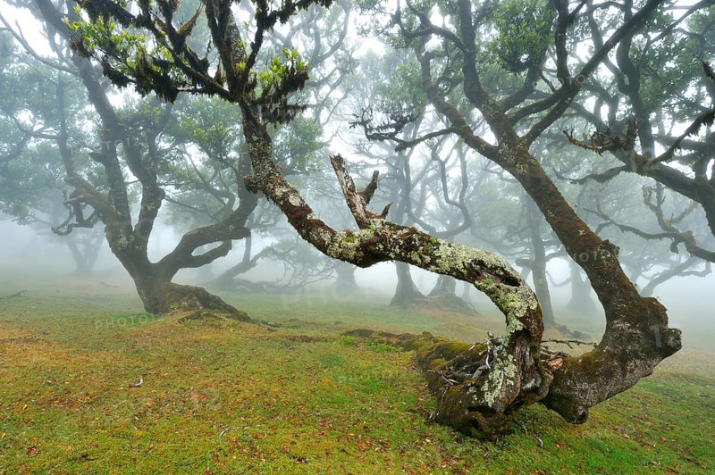 Old laurel forest or Laurissilva Forest