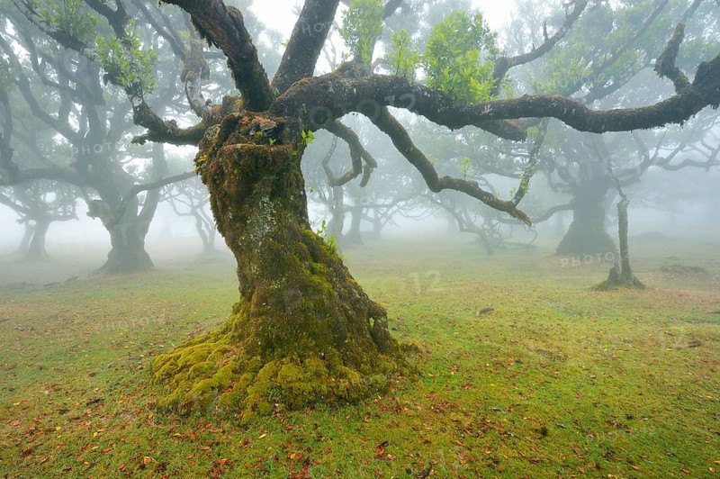 Old laurel forest or Laurissilva Forest