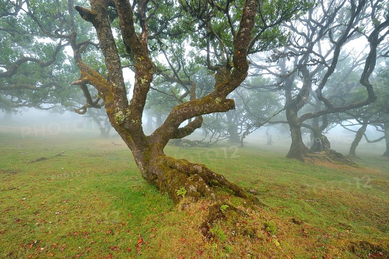 Old laurel forest or Laurissilva Forest