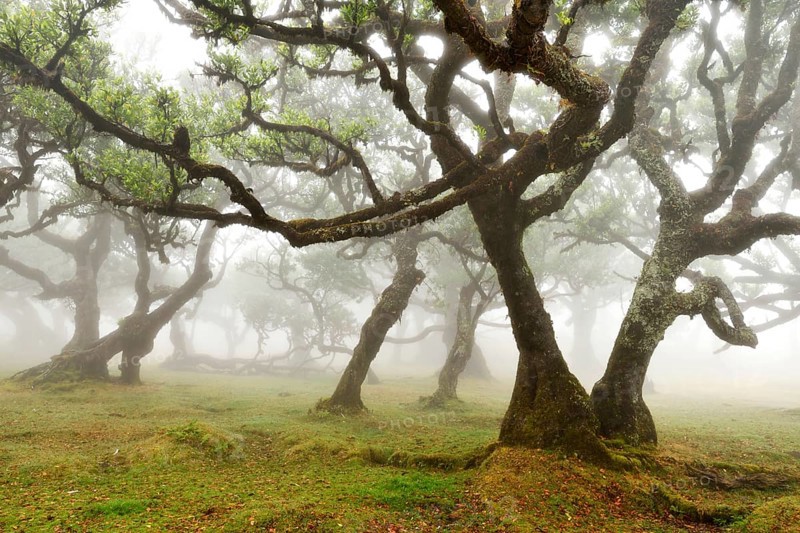 Old laurel forest or Laurissilva Forest